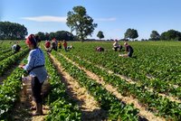 Ein Erbeerfeld mit Arbeiterinnen und Arbeitern bei der Ernte.