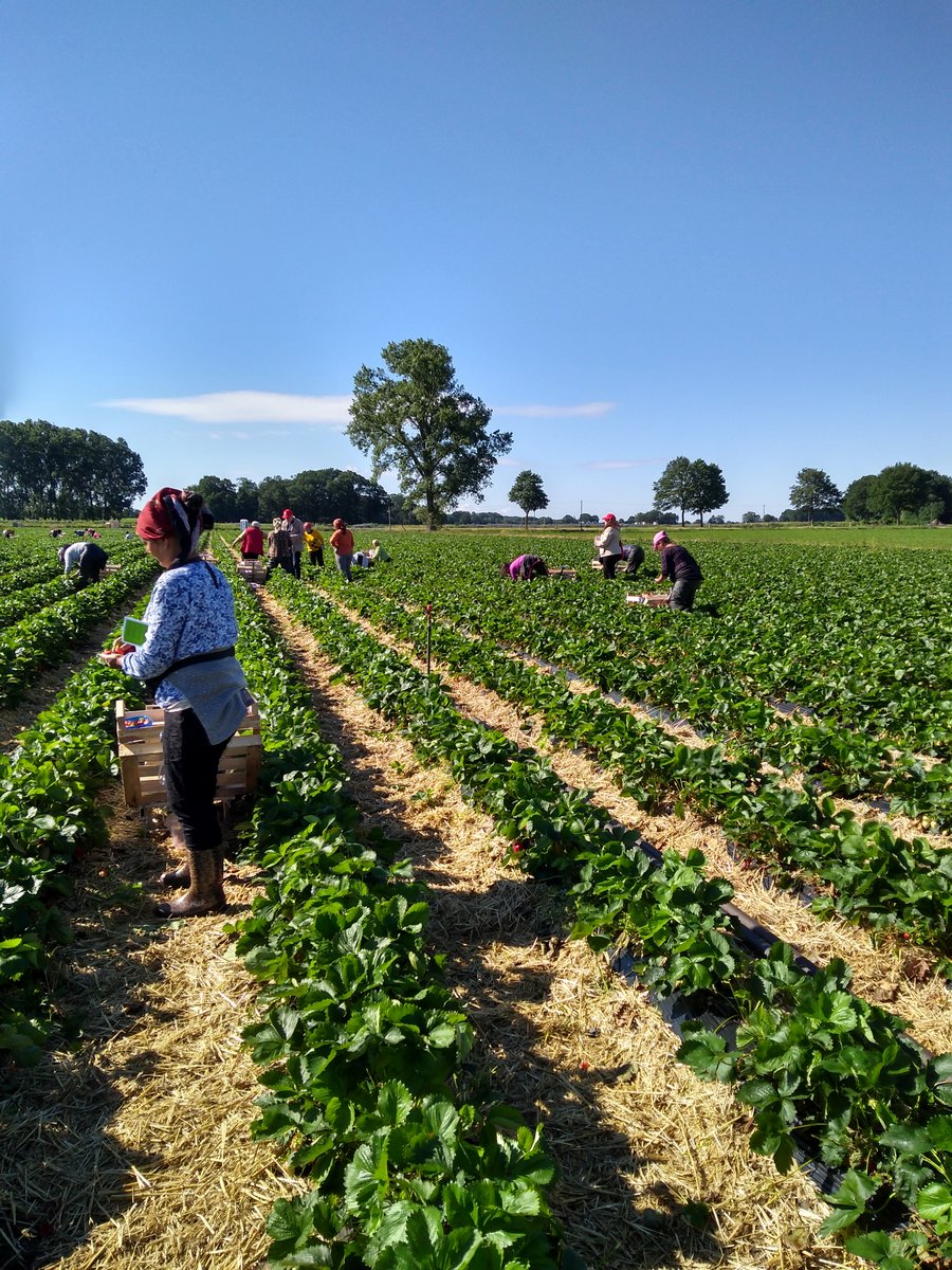 Ein Erbeerfeld mit Arbeiterinnen und Arbeitern bei der Ernte.